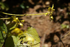 Caesalpinia cucullata